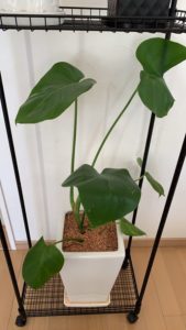ダイソーの観葉植物「モンステラ」の成長1年後の画像